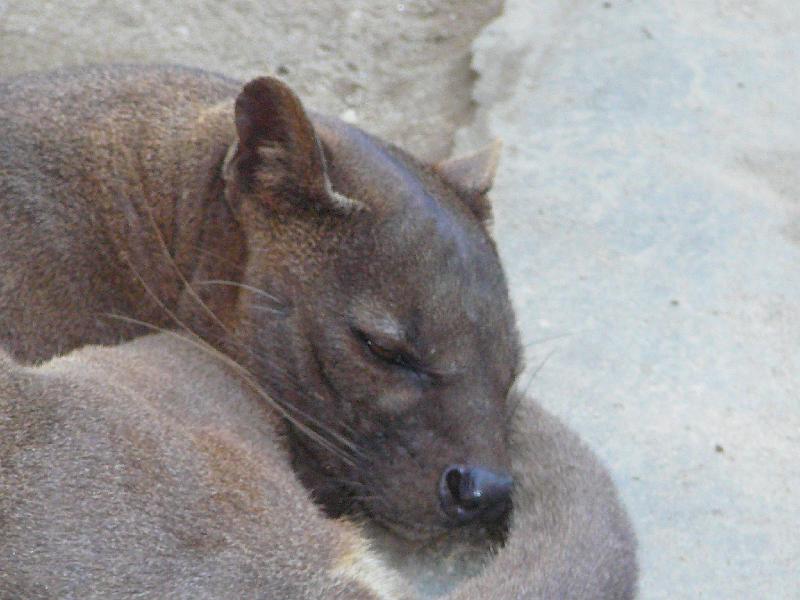 020a Fossa